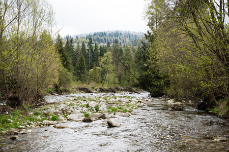 mountain river in summer with stream and high water in forest