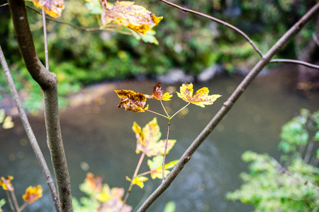 mountain river in autumn with stream and high water in forestの写真素材