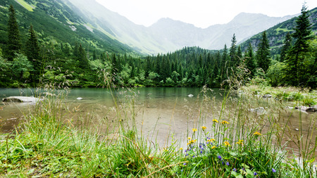 mountain river in summer with stream and high water in forestの写真素材