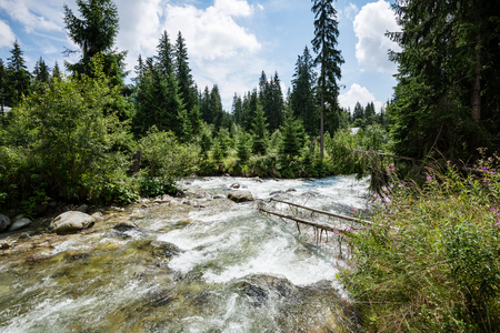 mountain river in summer with stream and high water in forestの写真素材
