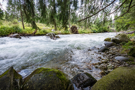 mountain river in summer with stream and high water in forestの写真素材