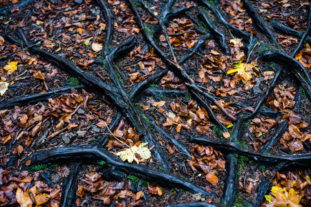 tree roots above ground with branches and leaves in autumn colors in mountainsの写真素材