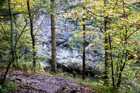 trees with branches and leaves in autumn colors in mountainsの写真素材