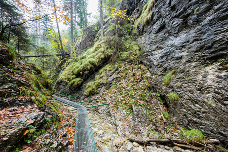 tourist trail in misty woods with boardwalks and rocks for climbingの写真素材