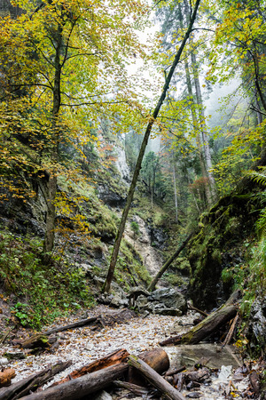 tourist trail in misty woods with boardwalks and rocks for climbingの写真素材