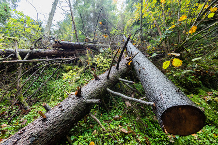 tourist trail in misty woods with boardwalks and rocks for climbing