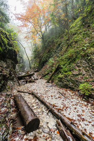 tourist trail in misty woods with boardwalks and rocks for climbingの写真素材
