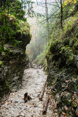 tourist trail in misty woods with boardwalks and rocks for climbingの写真素材