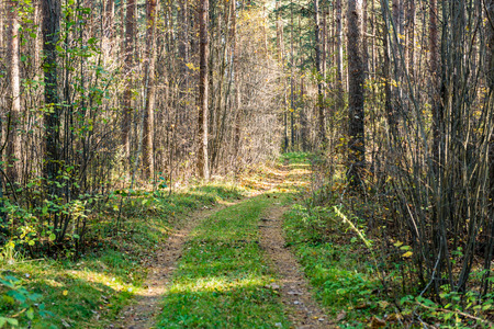 tourist trail in misty woods with old country gravel roadの写真素材