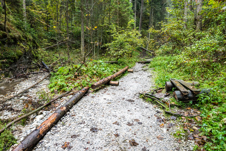 tourist trail in misty woods with boardwalks and rocks for climbingの写真素材