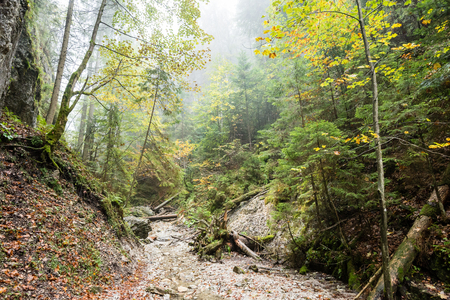 tourist trail in misty woods with boardwalks and rocks for climbingの写真素材