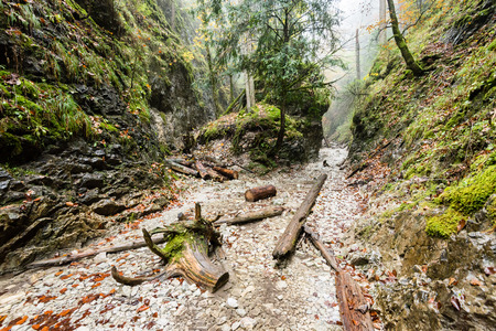 tourist trail in misty woods with boardwalks and rocks for climbingの写真素材