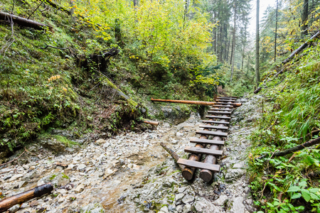 tourist trail in misty woods with boardwalks and rocks for climbingの写真素材