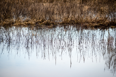 reflections of tree branches in autumn colored water with yellow leavesの写真素材