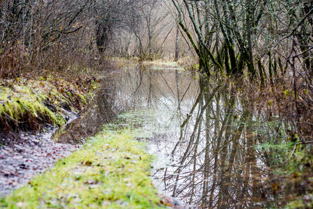 reflections of tree branches in autumn colored water with yellow leavesの写真素材