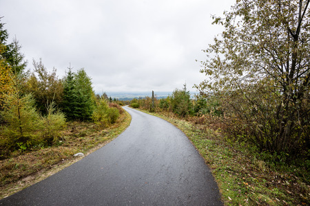 the road ahead. countryside in late autumn, trees and shadows