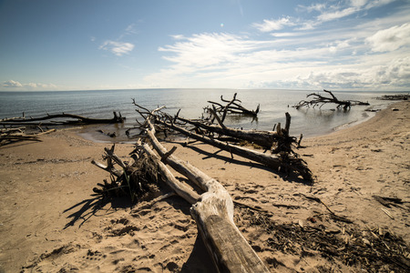 beach skyline with old tree trunks in water and blue skyの写真素材
