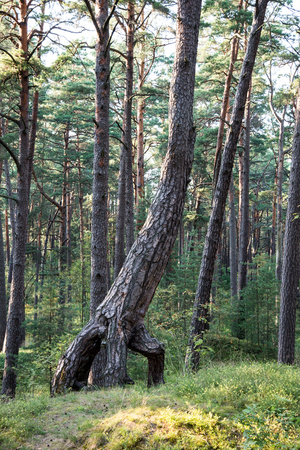 trees in forest near the seaの写真素材