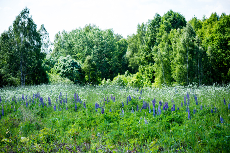 sunny meadow with flowers and green grass in summer at countryside