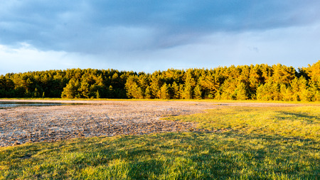 sunny meadow with flowers and green grass in summer at countrysideの写真素材