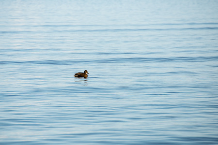 ducks swimming in the sea near shoreの写真素材