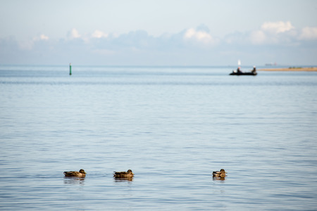 ducks swimming in the sea near shoreの写真素材