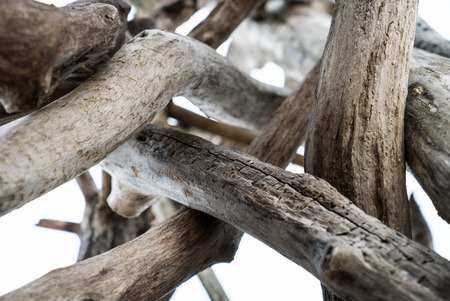 pile of dry woodの写真素材