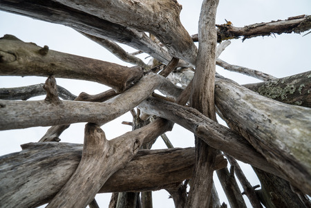 pile of dry wood on the beachの写真素材