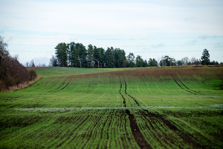 countryside fields in autumn with young crops and forests in background, clouds aboveの写真素材