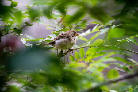 suspicious bird hiding in the bushes in summerの写真素材