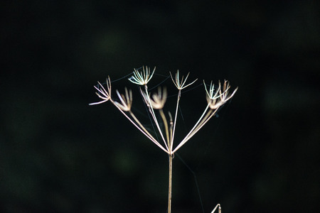 random tree branches in summer on blur backgroundの写真素材