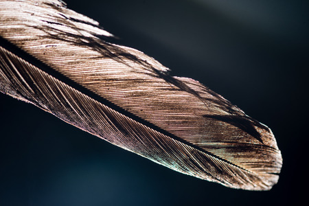 bird feather on dark blue backgroundの写真素材