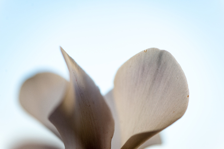 white flowers on bright background isolatedの写真素材