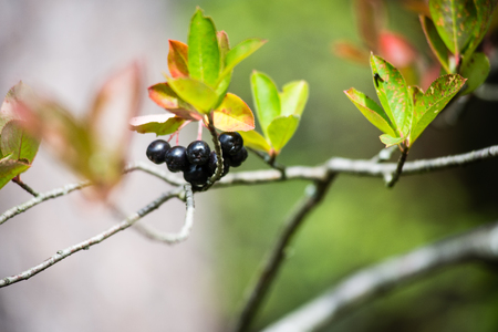 black berries on a bed of green bush with flowers and tree branchesの写真素材
