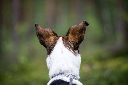 happy dog is looking for direction in forest on blur backgroundの写真素材