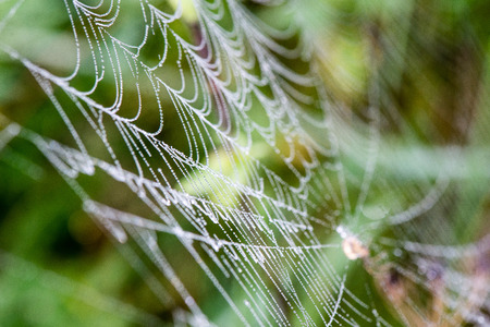 beautiful cobwebs in autumn in frozen meadowの写真素材