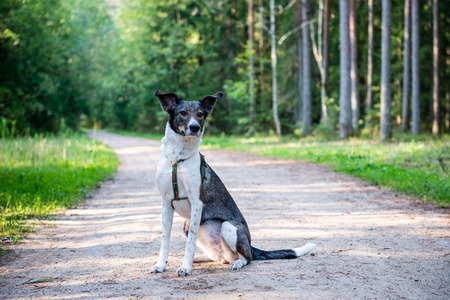 happy dog sitting on the gravel  roadの写真素材