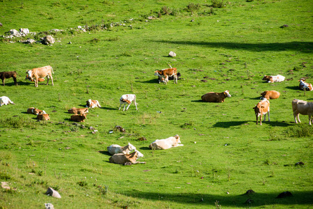 Herd of cows grazing in mountain meadow in Romaniaの写真素材