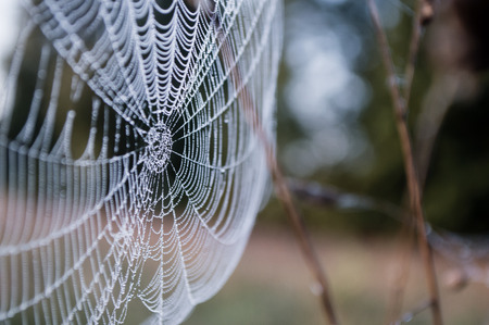 Beautiful spiderweb with dew drops in autumnの写真素材