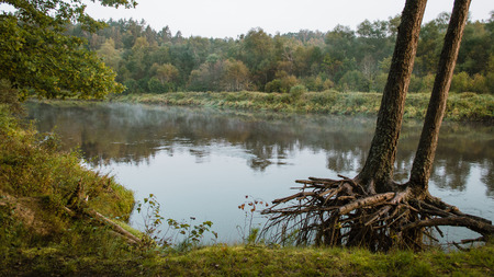 trees in green forest with moss and autumn colors. latvia.