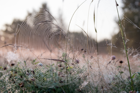 Beautiful spiderweb with dew drops in autumnの写真素材