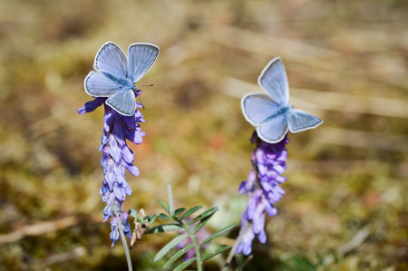 sunny meadow with flowers and butterfly in summer at countrysideの写真素材