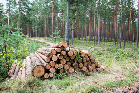 A big pile of wood in a forest road.