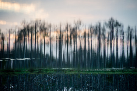 abstract reflections of the trees in the water with sunset colors