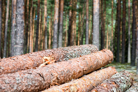 A big pile of wood in a forest road.