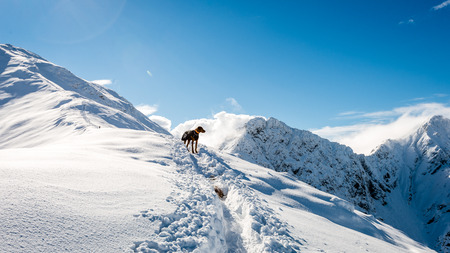 tourists enjoying high mountains in snow on a sunny day. sun and blue sky in slovakiaの写真素材