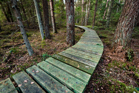 old wooden boardwalk covered with leaves in ancient forest with mossy tree trunks