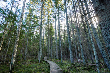 old wooden boardwalk covered with leaves in ancient forest with mossy tree trunksの写真素材