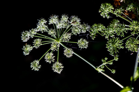 young spring leaves on green background in wet forestの写真素材