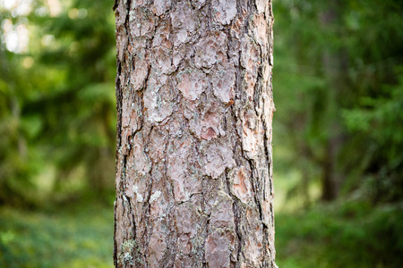 Misty morning in the woods. forest with tree trunks, sun and rays of lightの写真素材